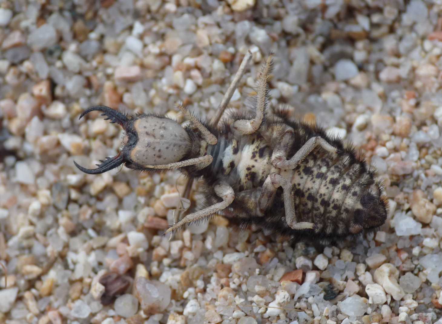 [Acanthaclisis occitanica larva] Tagliole nella sabbia